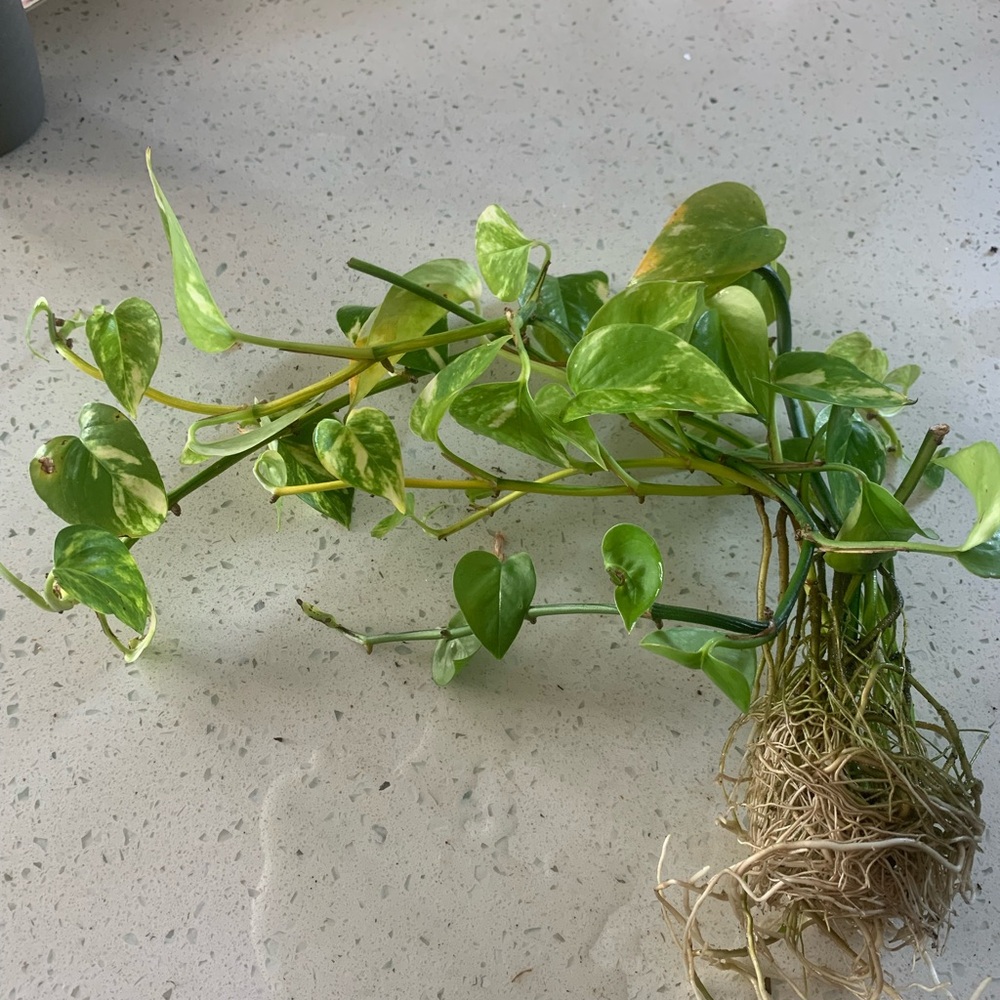 Fresh Green Pothos Plant Cutting